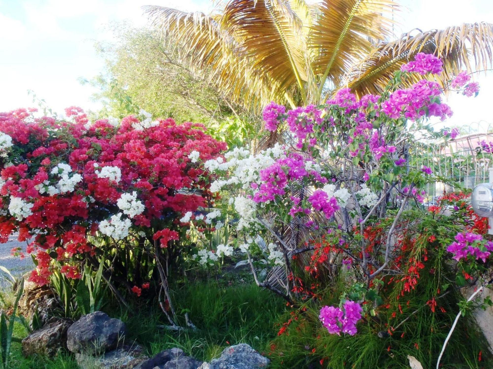 The Lodge - Antigua English Harbour Exterior foto